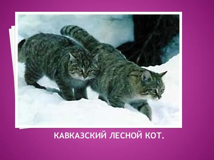 КАВКАЗСКИЙ ЛЕСНОЙ КОТ.