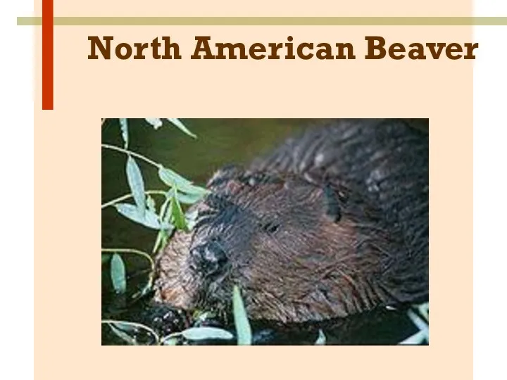 North American Beaver