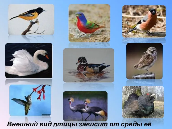 Внешний вид птицы зависит от среды её обитания.