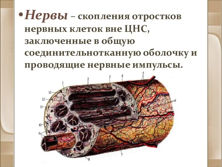 Нервы – скопления отростков нервных клеток вне ЦНС, заключенные в общую соединительнотканную оболочку