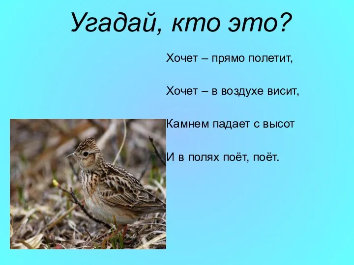 Угадай, кто это? Хочет – прямо полетит, Хочет – в воздухе висит, Камнем