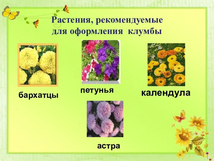 Растения, рекомендуемые для оформления клумбы бархатцы петунья календула астра