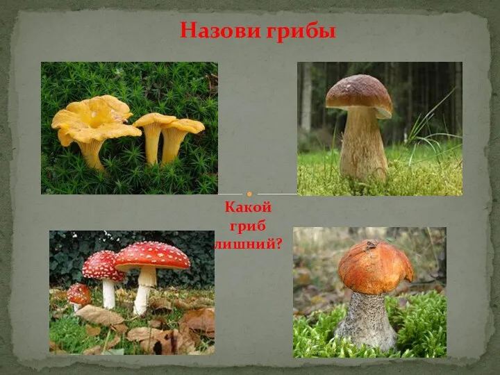 Какой гриб лишний? Назови грибы