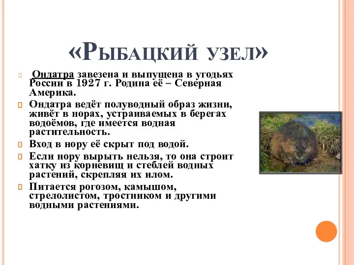 «Рыбацкий узел» Ондатра завезена и выпущена в угодьях России в 1927 г. Родина