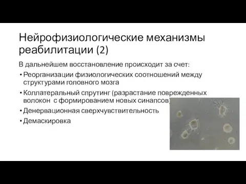 Нейрофизиологические механизмы реабилитации (2) В дальнейшем восстановление происходит за счет: Реорганизации физиологических соотношений