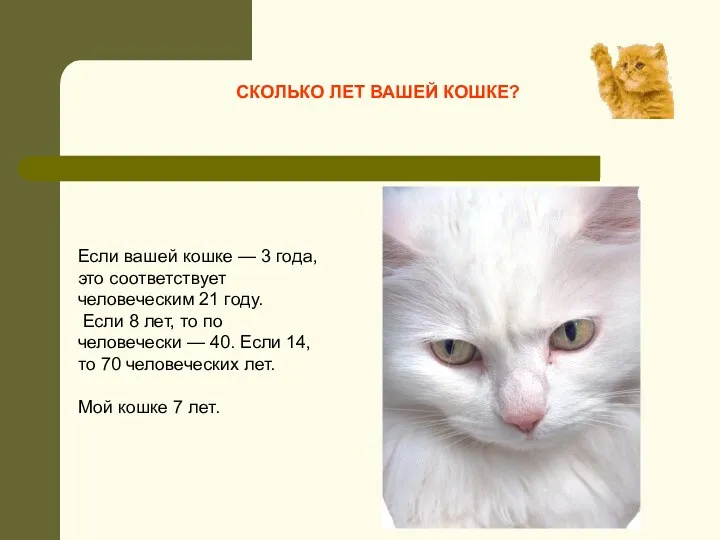 СКОЛЬКО ЛЕТ ВАШЕЙ КОШКЕ? Если вашей кошке — 3 года,