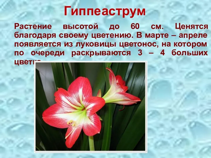 Гиппеаструм Растение высотой до 60 см. Ценятся благодаря своему цветению. В марте –