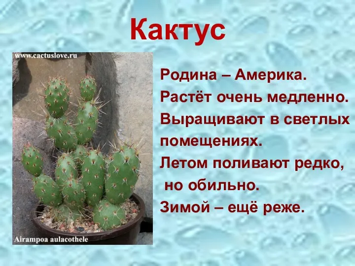 Кактус Родина – Америка. Растёт очень медленно. Выращивают в светлых помещениях. Летом поливают