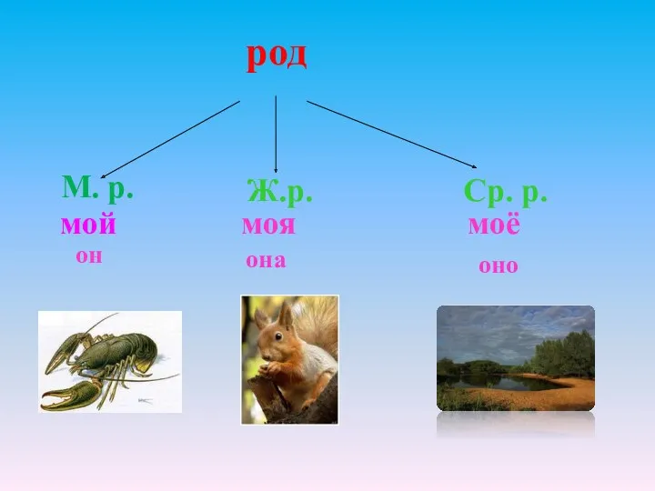 М. р. род Ср. р. Ж.р. мой он моя она моё оно