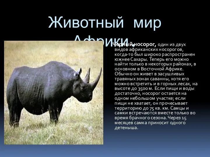 Животный мир Африки. Черный носорог, один из двух видов африканских