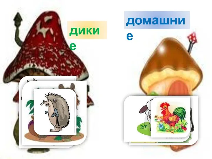 дикие домашние