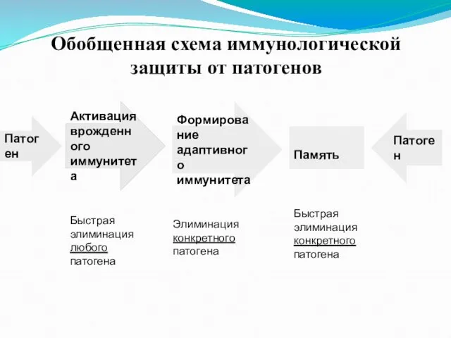 Активация врожденного иммунитета Формирование адаптивного иммунитета Память Патоген Обобщенная схема иммунологической защиты от