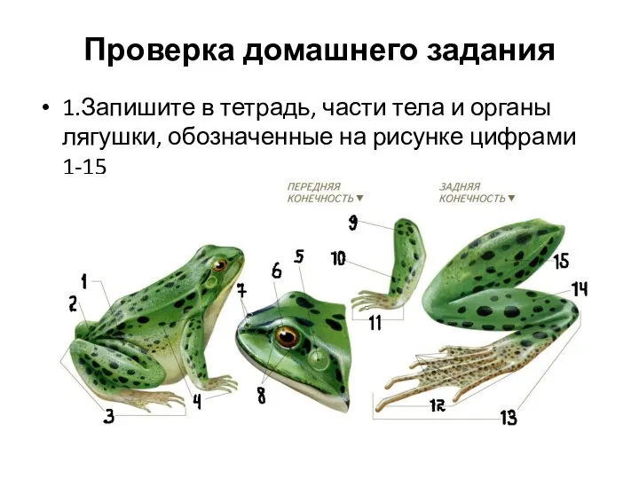 Проверка домашнего задания 1.Запишите в тетрадь, части тела и органы лягушки, обозначенные на рисунке цифрами 1-15