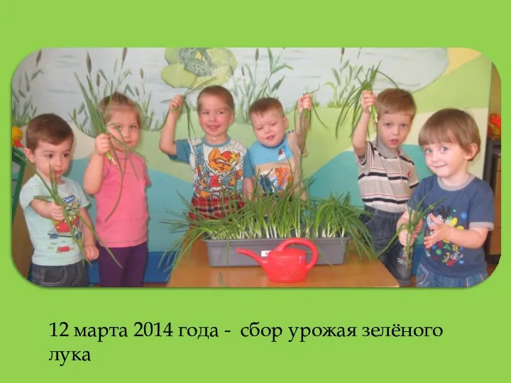 12 марта 2014 года - сбор урожая зелёного лука