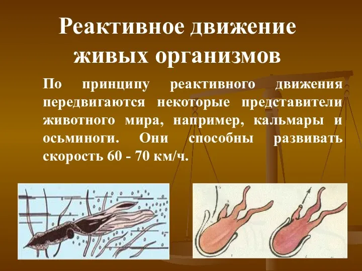 Реактивное движение живых организмов По принципу реактивного движения передвигаются некоторые