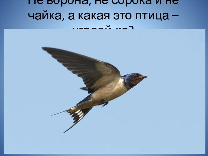 Не ворона, не сорока и не чайка, а какая это птица – угадай-ка?