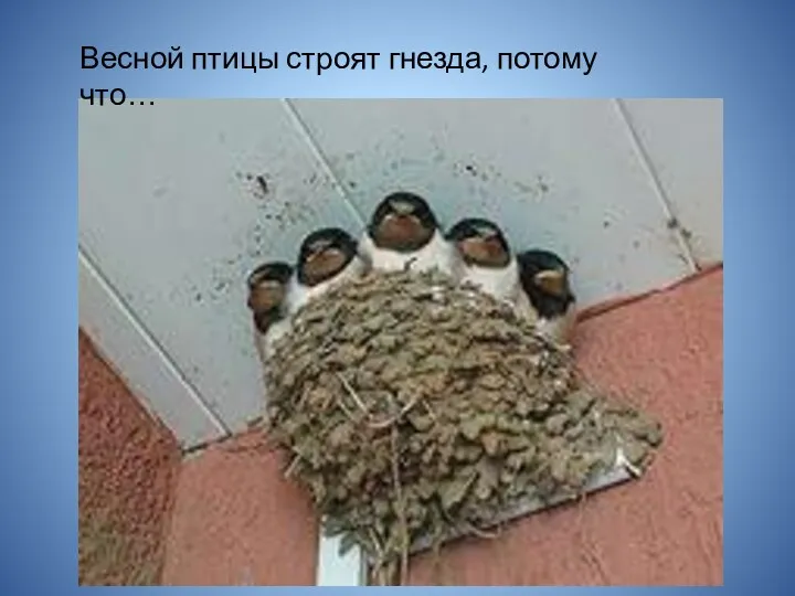 Весной птицы строят гнезда, потому что…