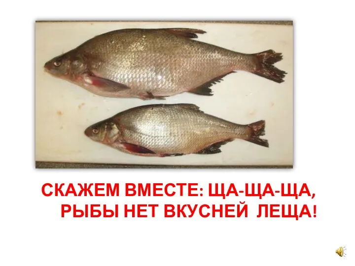 Скажем вместе: ща-ща-ща, рыбы нет вкусней леща!