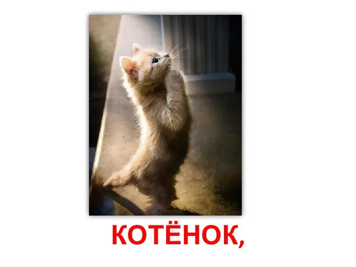 Котёнок,