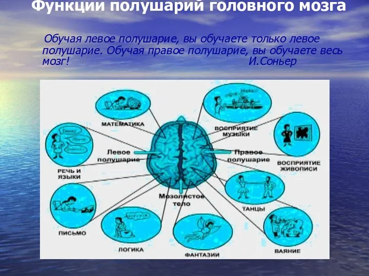 Функции полушарий головного мозга Обучая левое полушарие, вы обучаете только