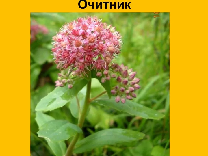 Очитник