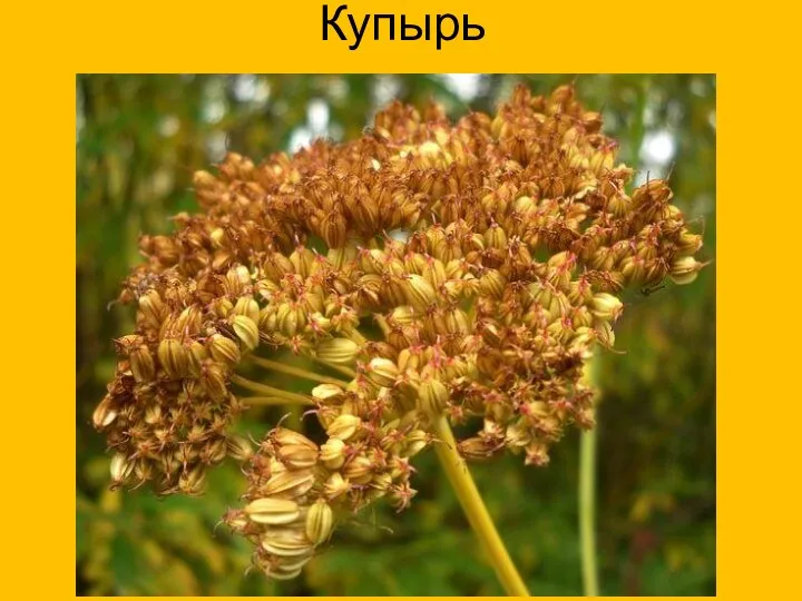 Купырь