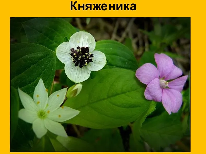 Княженика