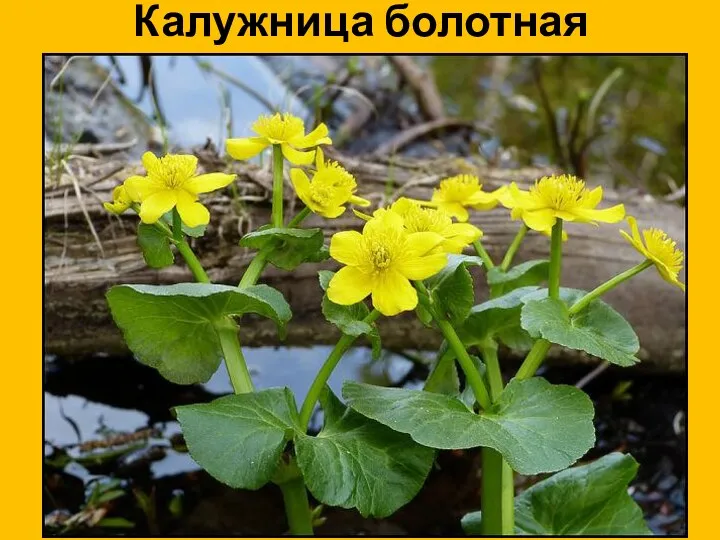 Калужница болотная