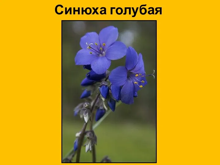 Синюха голубая