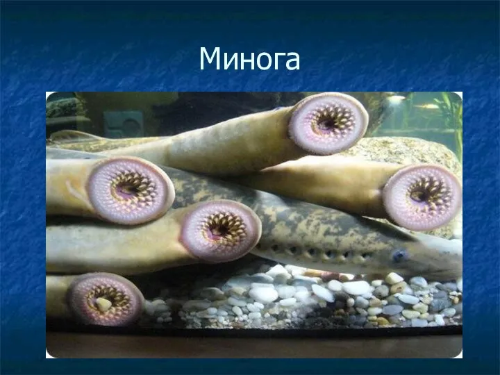 Минога