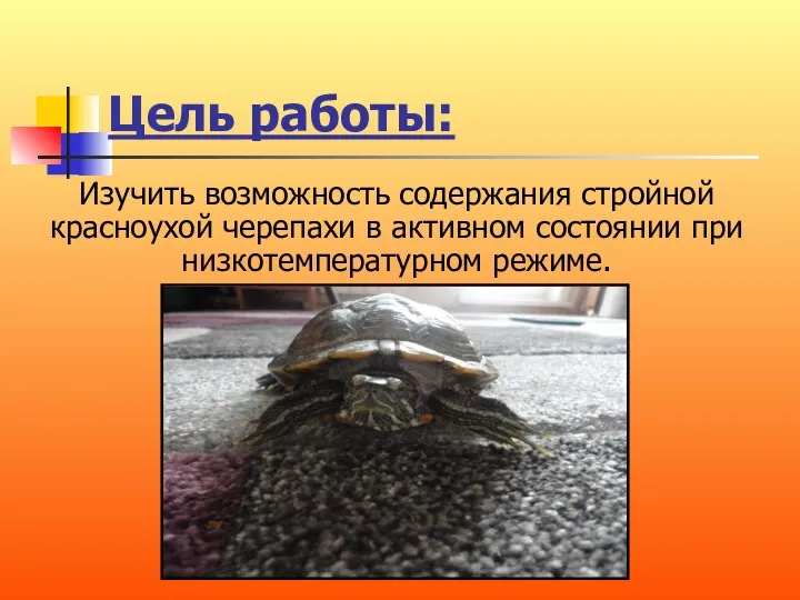 Цель работы: Изучить возможность содержания стройной красноухой черепахи в активном состоянии при низкотемпературном режиме.