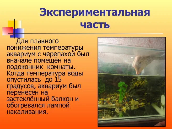 Экспериментальная часть Для плавного понижения температуры аквариум с черепахой был