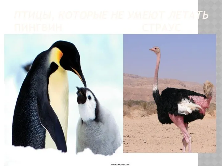 Птицы, которые не умеют летать пингвин страус