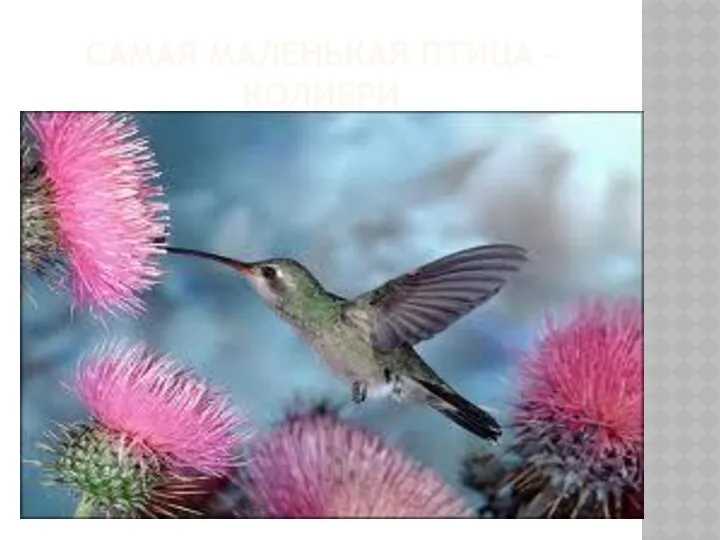 Самая маленькая птица -колибри