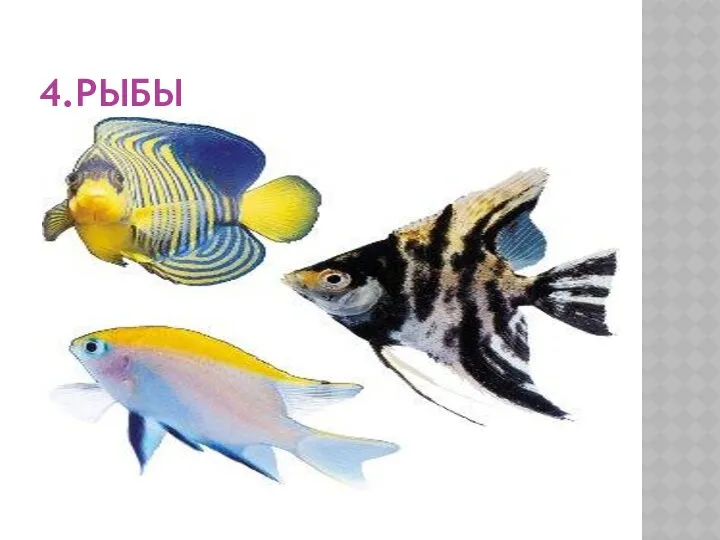 4.рыбы