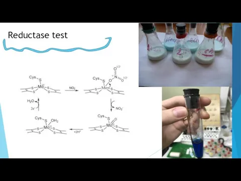 Reductase test