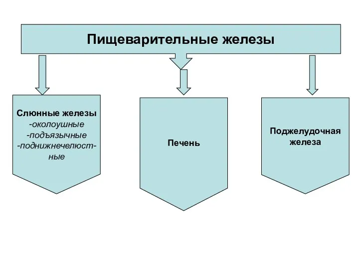 Пищеварительные железы Слюнные железы -околоушные -подъязычные -поднижнечелюст- ные Печень Поджелудочная железа