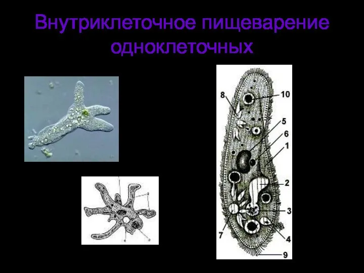 Внутриклеточное пищеварение одноклеточных