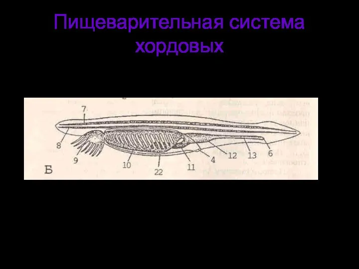 Пищеварительная система хордовых