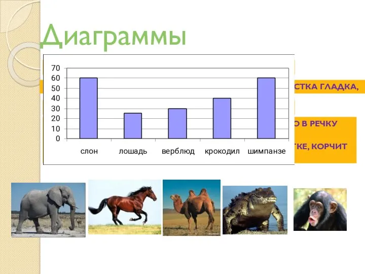 Диаграммы Слон – 60 лет Лошадь – 25 лет Верблюд