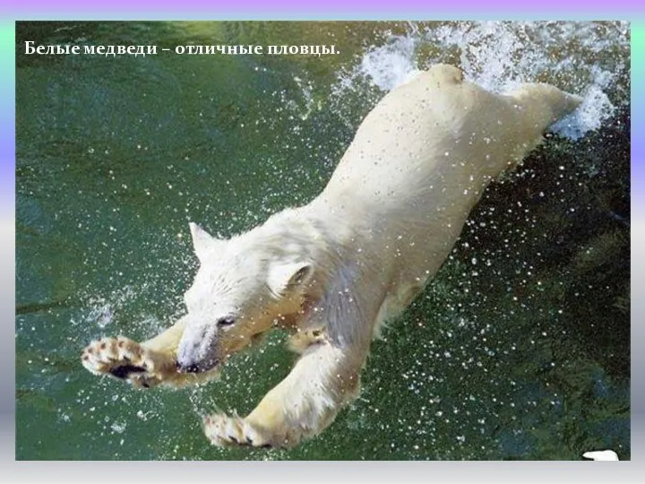 Белые медведи – отличные пловцы.