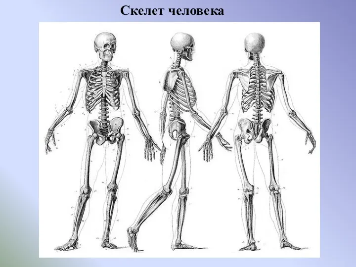 Скелет человека