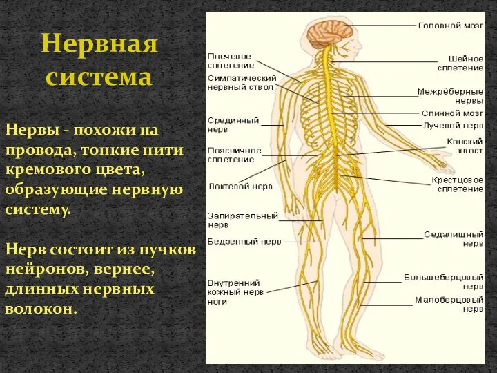 Нервная система Нервы - похожи на провода, тонкие нити кремового