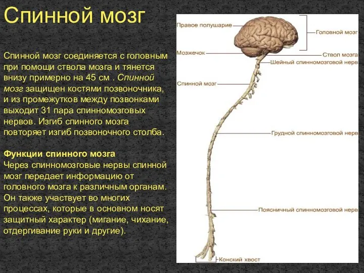 Спинной мозг соединяется с головным при помощи ствола мозга и