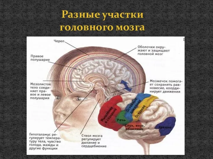 Разные участки головного мозга
