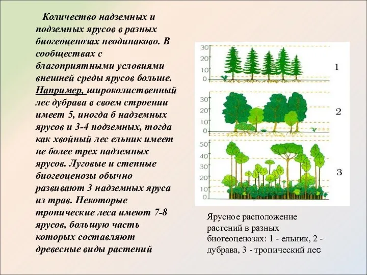 Количество надземных и подземных ярусов в разных биогеоценозах неодинаково. В