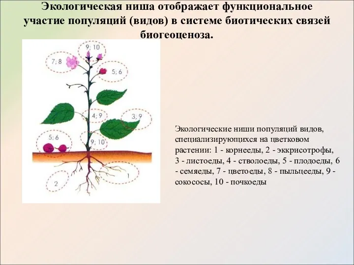 Экологическая ниша отображает функциональное участие популяций (видов) в системе биотических