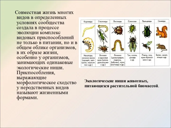 Совместная жизнь многих видов в определенных условиях сообщества создала в