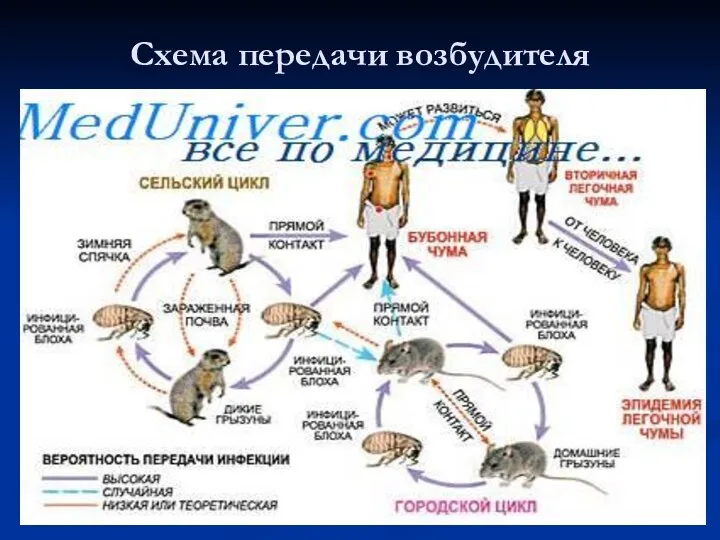 Схема передачи возбудителя