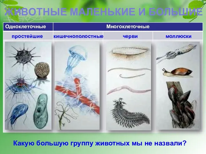 простейшие кишечнополостные черви моллюски ЖИВОТНЫЕ МАЛЕНЬКИЕ И БОЛЬШИЕ Какую большую группу животных мы не назвали?